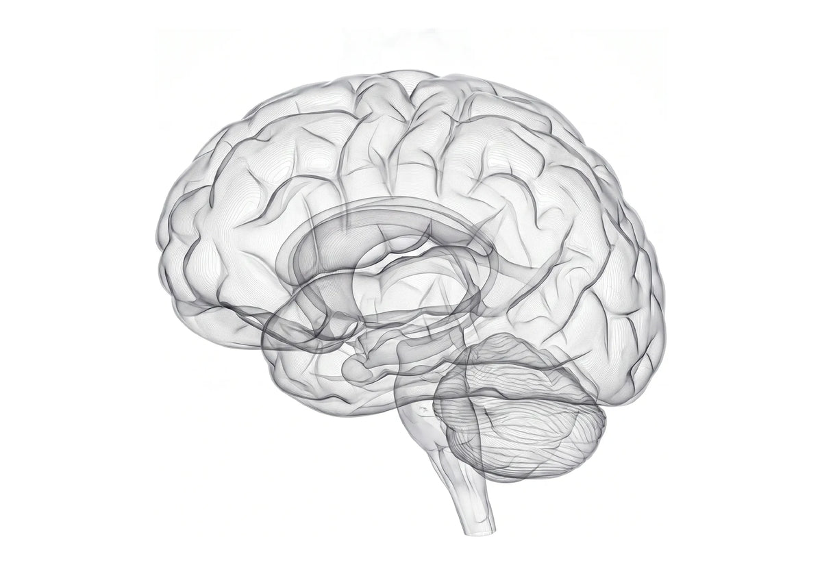 Line-drawing illustration of a human brain in cross section