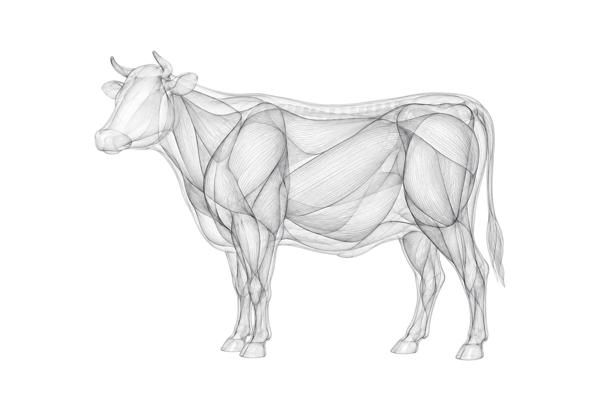 Line-drawing illustration of a cow