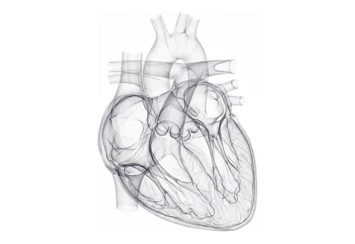 Line-drawing illustration of a human heart