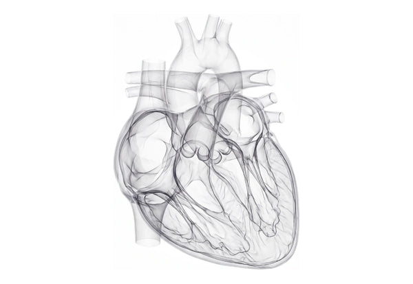 Line-drawing illustration of a human heart
