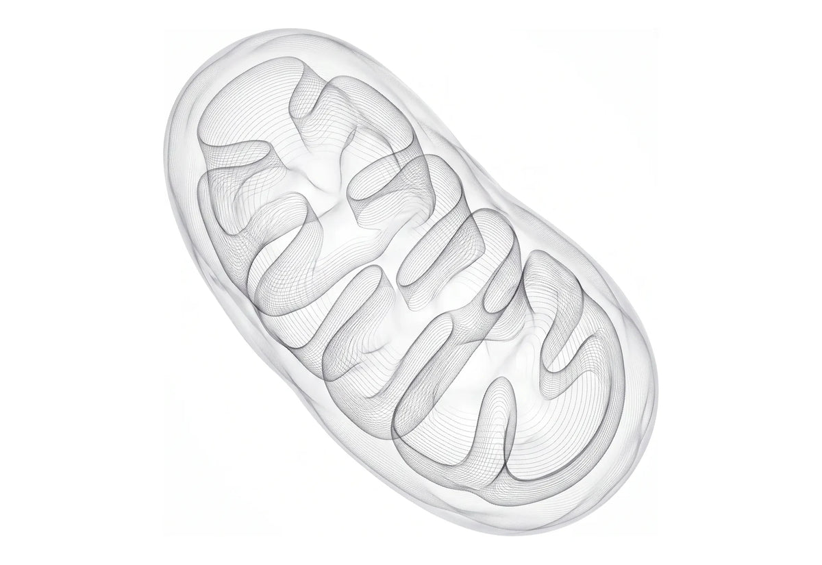 Line-drawing illustration of a mitochondrion