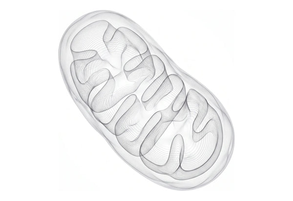 Line-drawing illustration of a mitochondrion